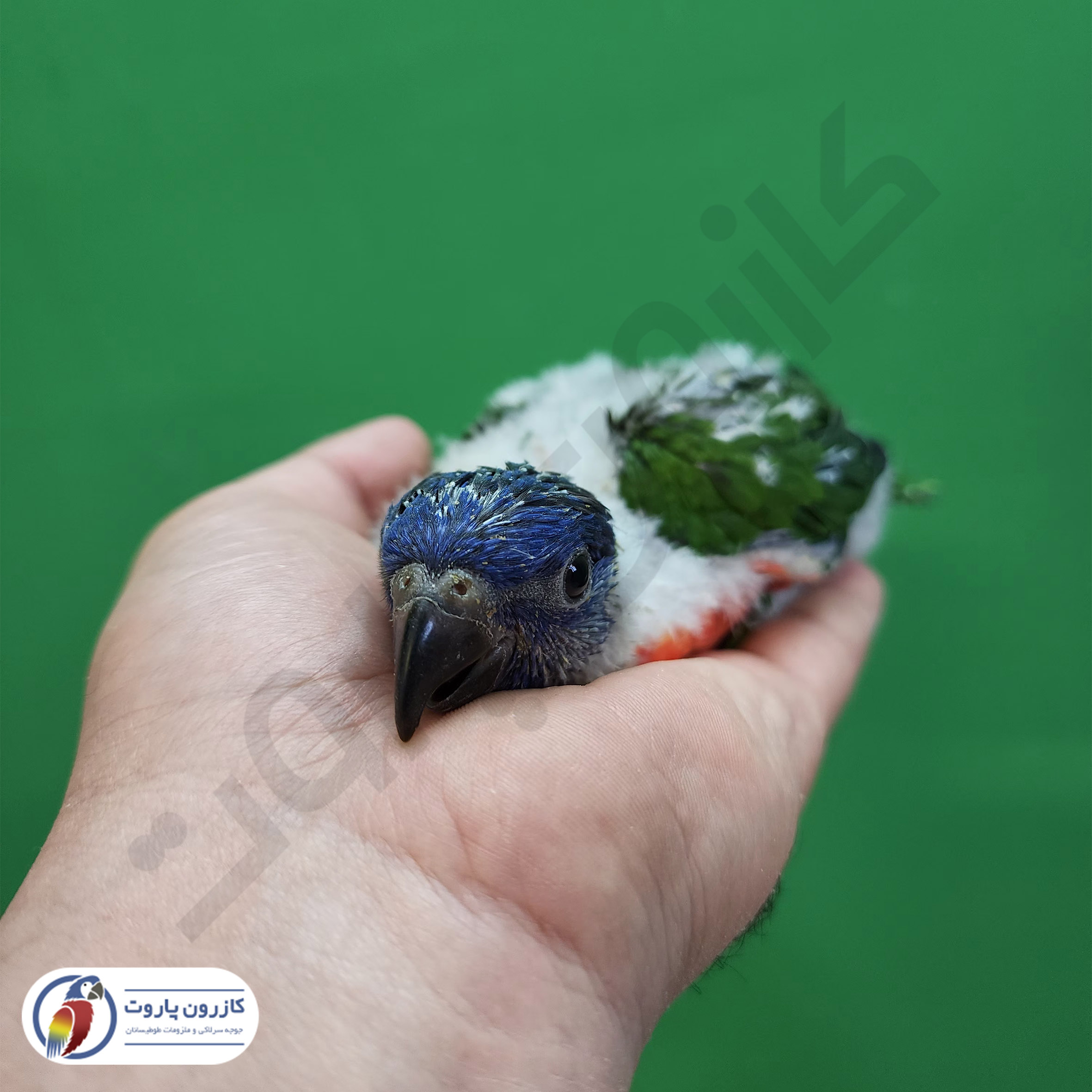 جوجه سرلاکی طوطی لوریکیت رنگین کمانی