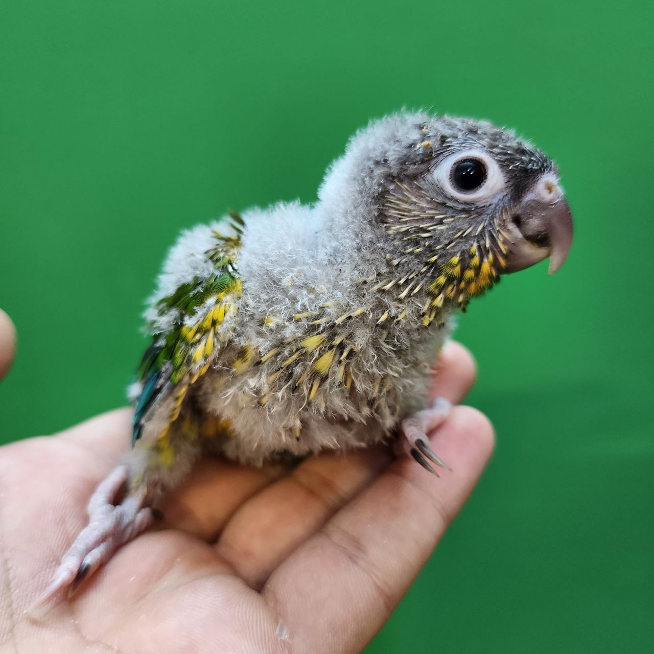 جوجه سرلاکی طوطی گرینچیک یلوساید رد فکتور