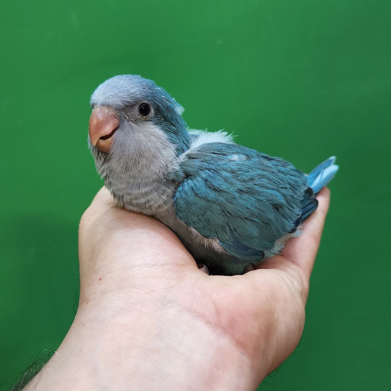 جوجه سرلاکی طوطی راهب(کواکر)آبی