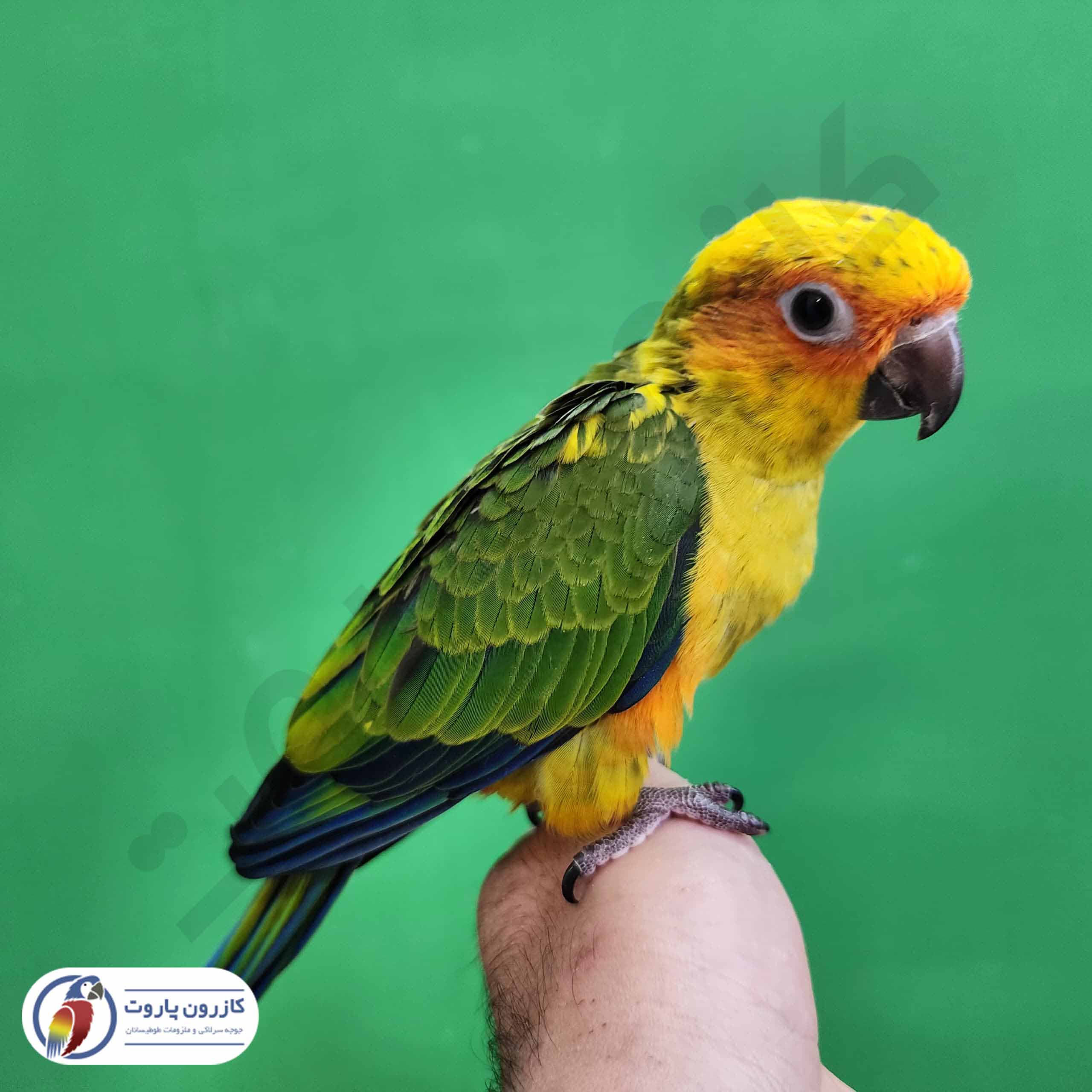جوجه سرلاکی طوطی خورشیدی( سان کانور )