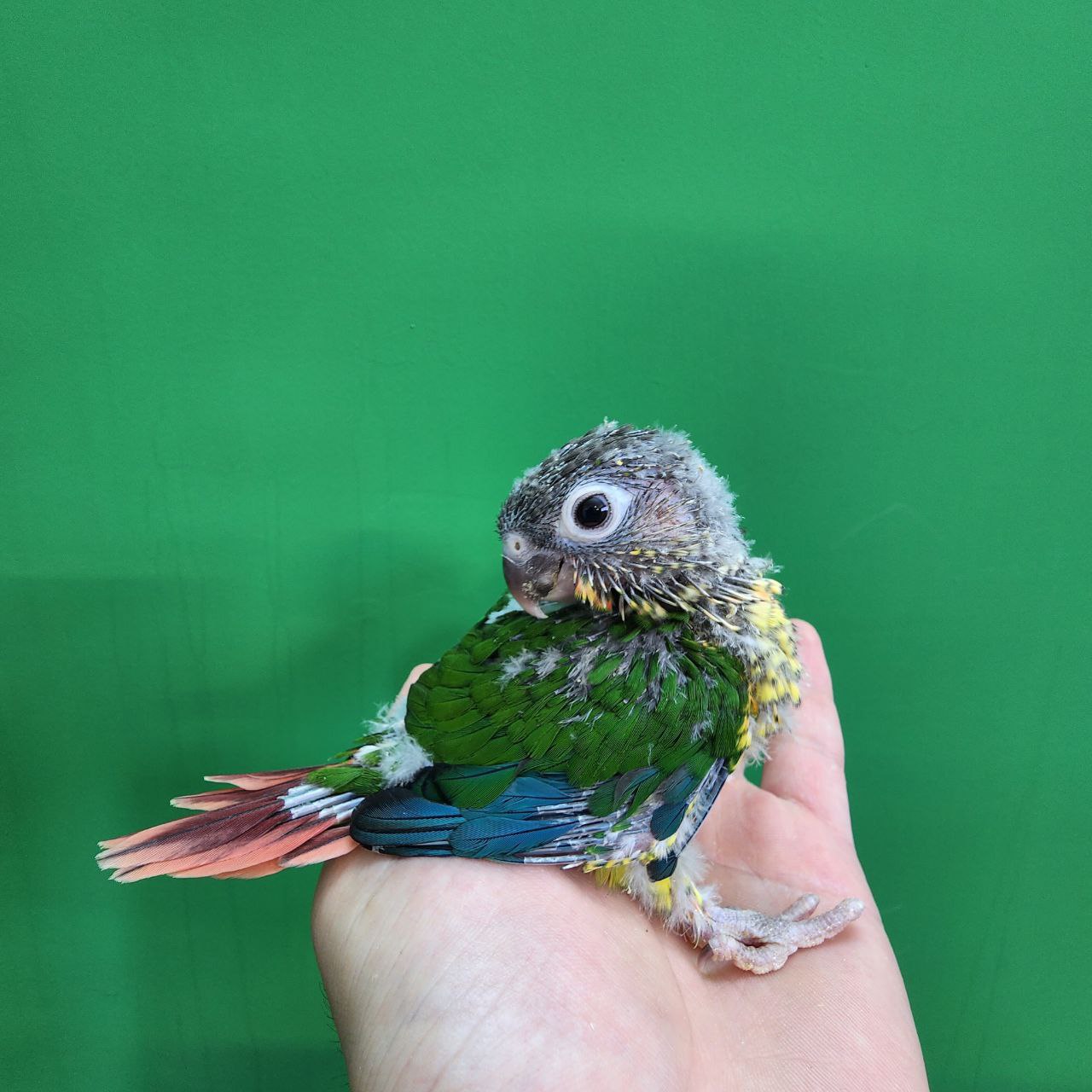 جوجه سرلاکی طوطی گرینچیک یلوساید رد فکتور