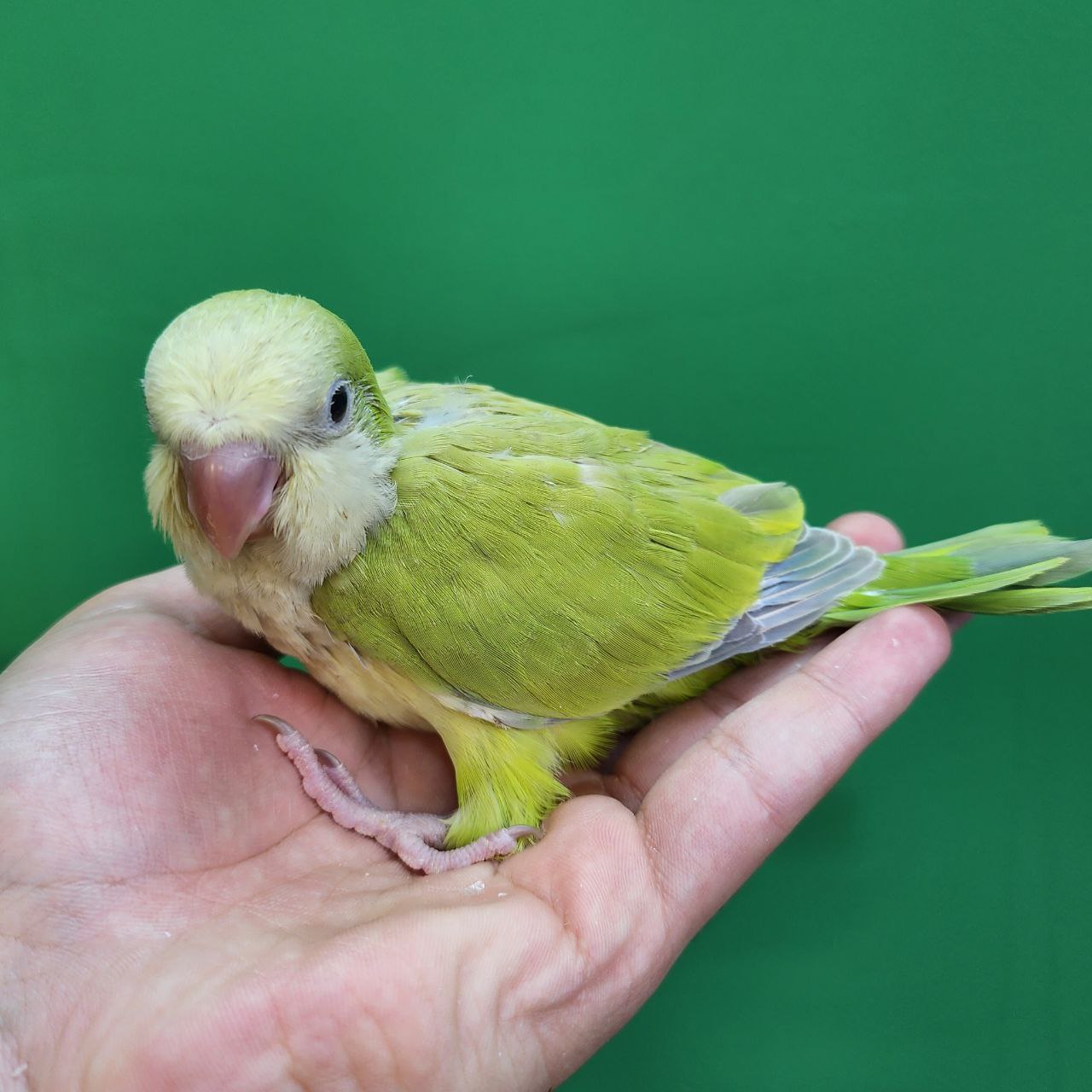 جوجه سرلاکی طوطی راهب(کواکر)پسته ای