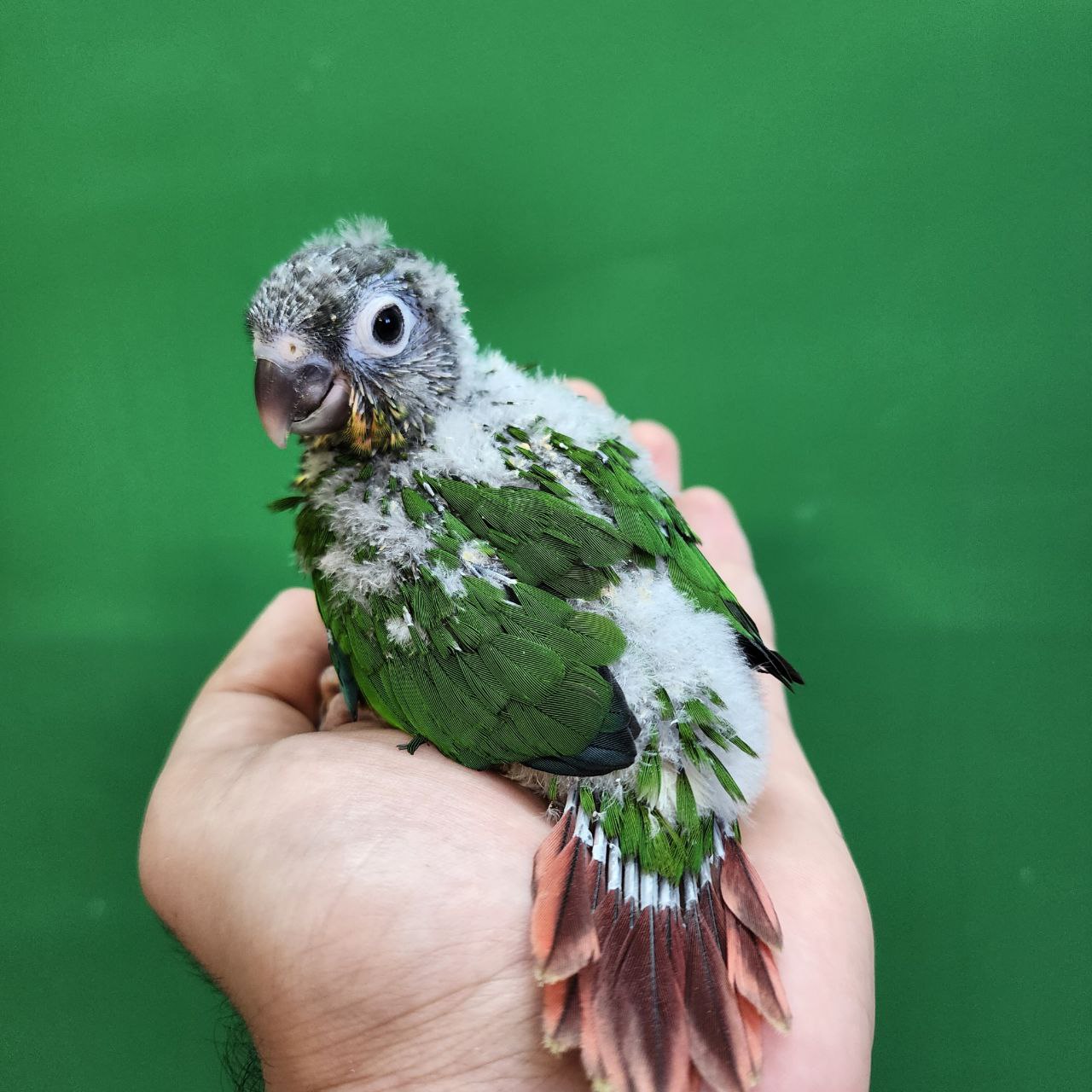 جوجه سرلاکی طوطی گرینچیک یلوساید رد فکتور