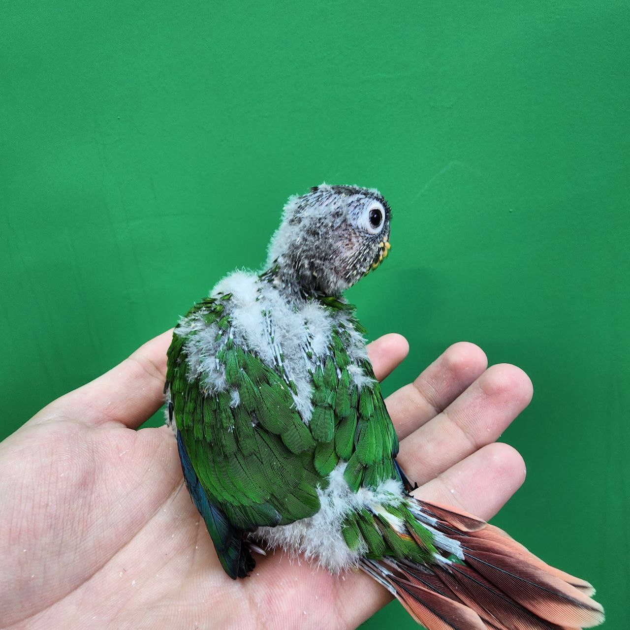 جوجه سرلاکی طوطی گرینچیک یلوساید رد فکتور