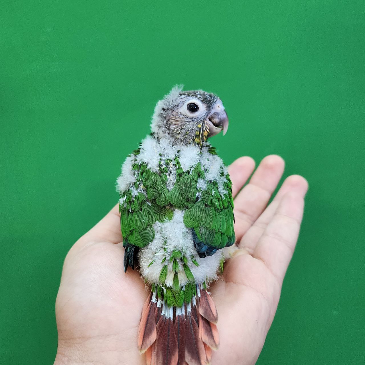 جوجه سرلاکی طوطی گرینچیک یلوساید رد فکتور