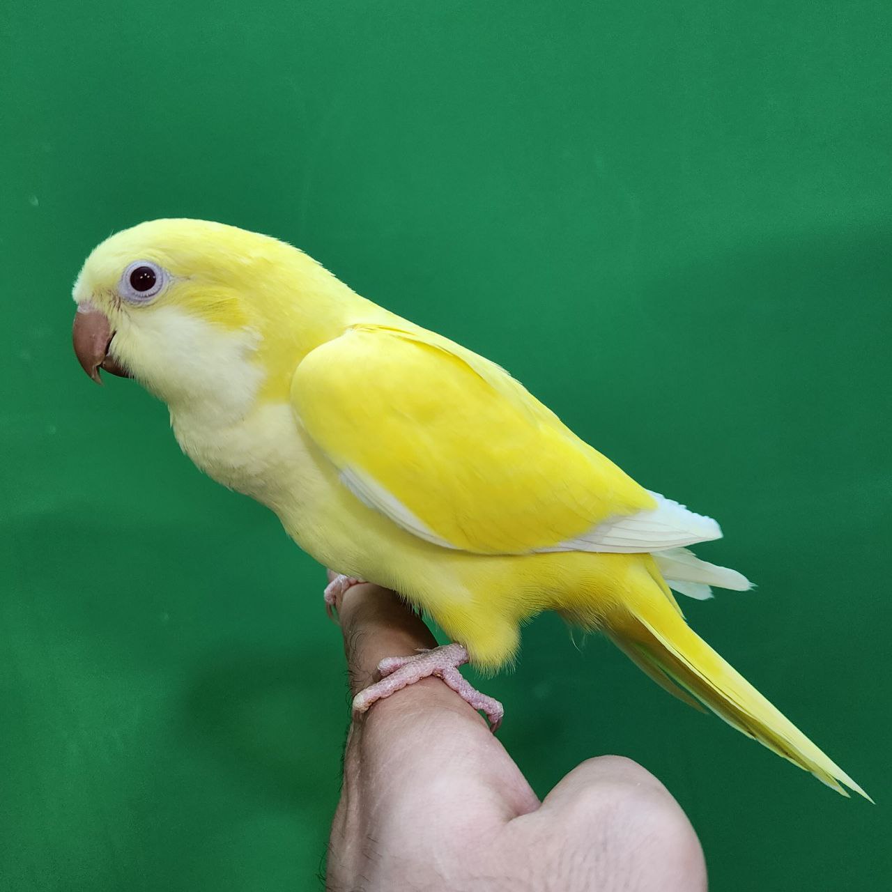 جوجه سرلاکی طوطی راهب(کواکر)زرد