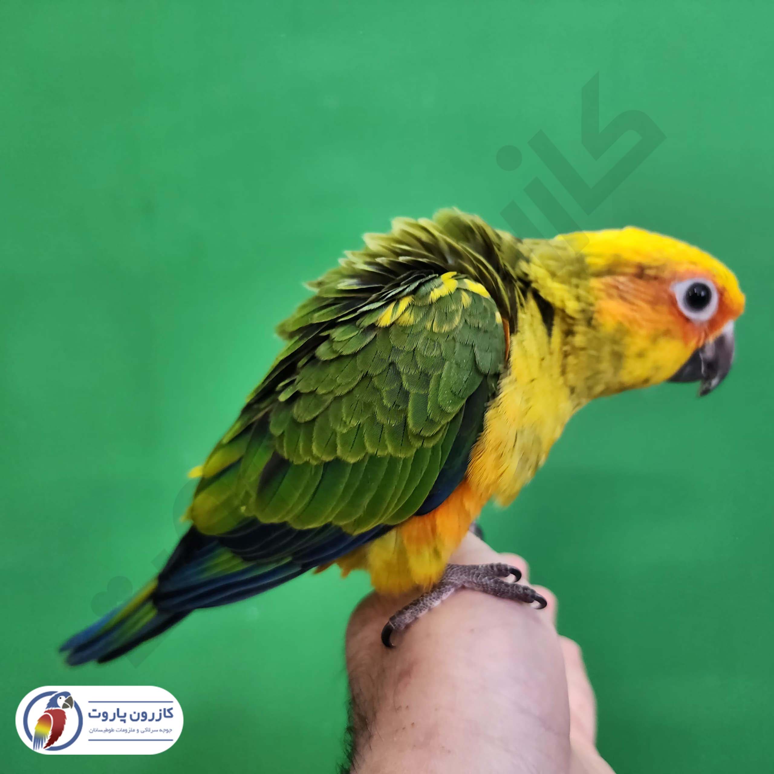 جوجه سرلاکی طوطی خورشیدی( سان کانور )