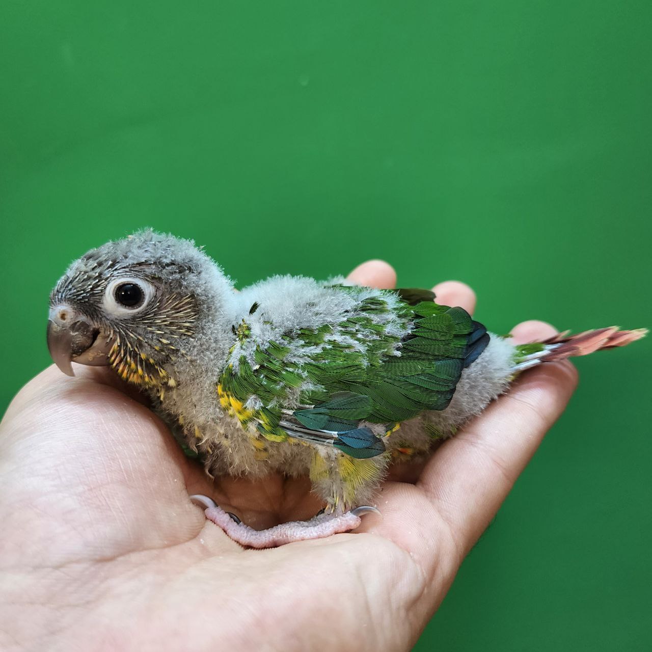 جوجه سرلاکی طوطی گرینچیک یلوساید رد فکتور