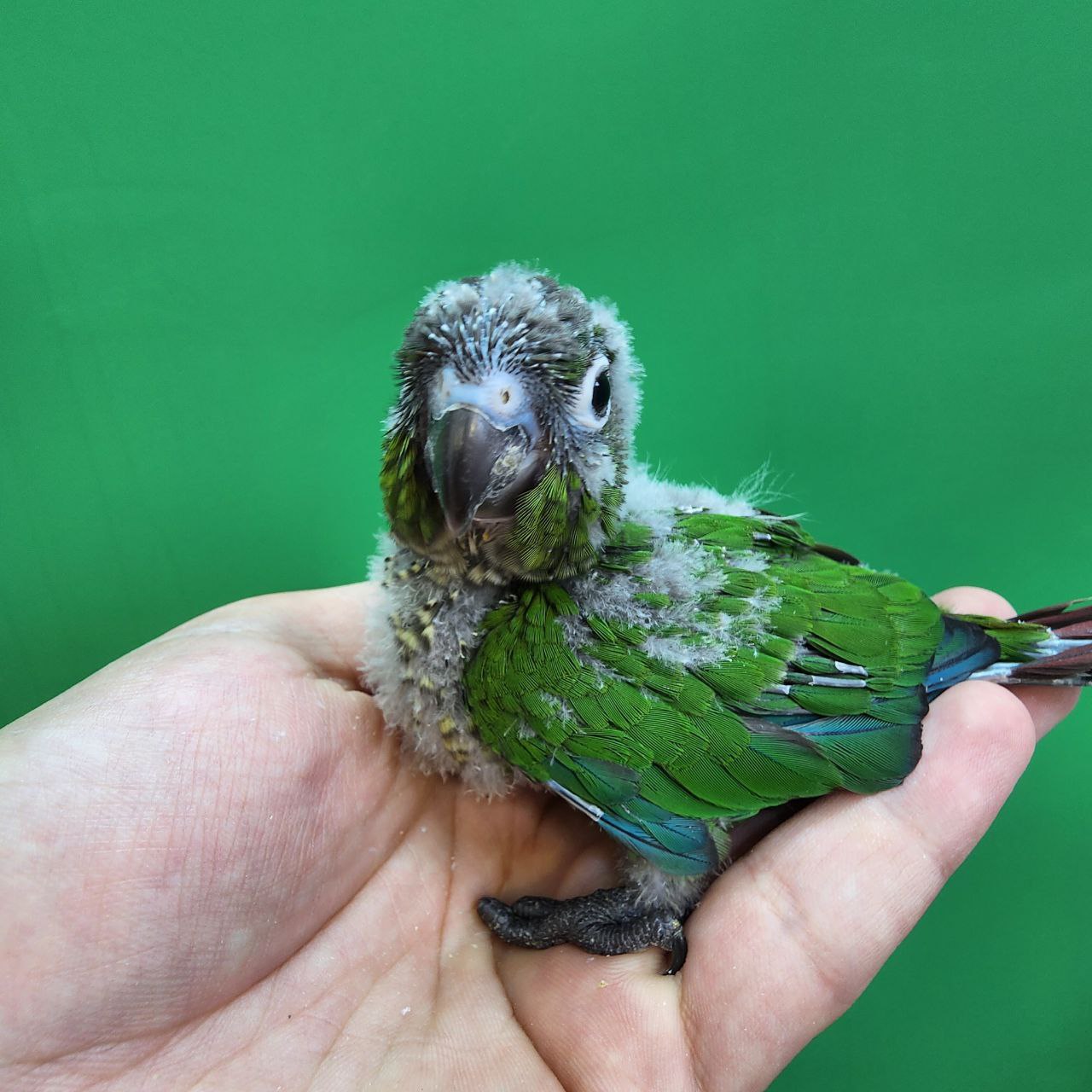 جوجه سرلاکی طوطی گرینچیک نرمال