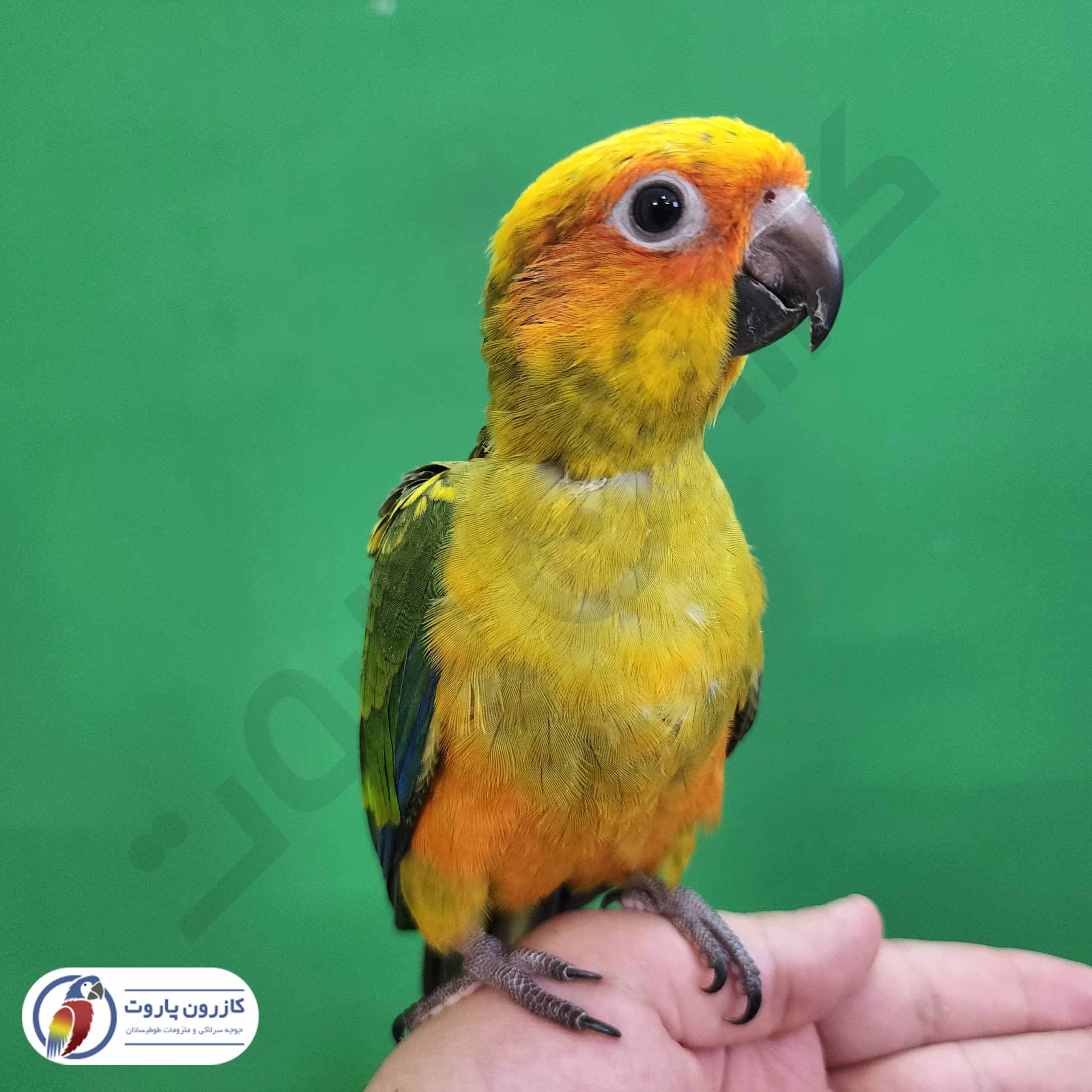 جوجه سرلاکی طوطی خورشیدی( سان کانور )