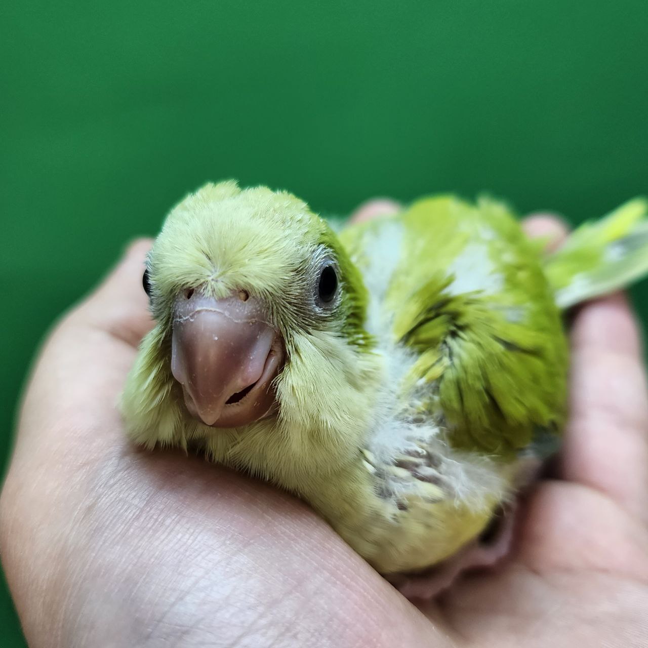 جوجه سرلاکی طوطی راهب(کواکر)پسته ای