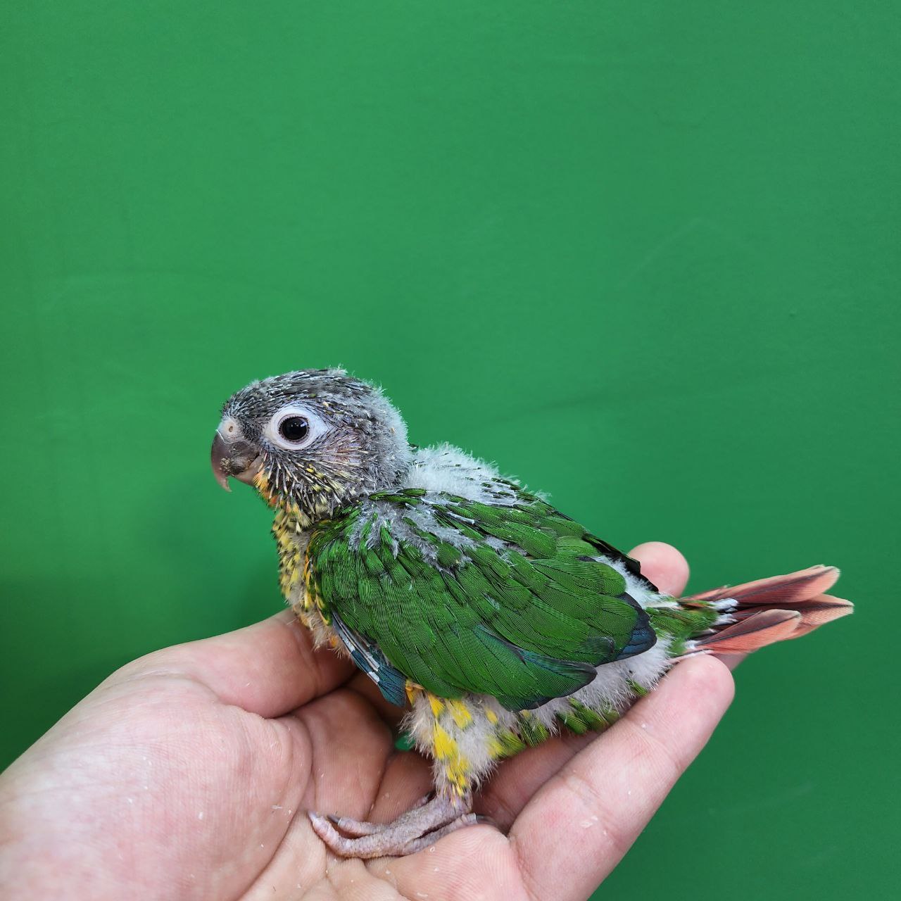 جوجه سرلاکی طوطی گرینچیک یلوساید رد فکتور