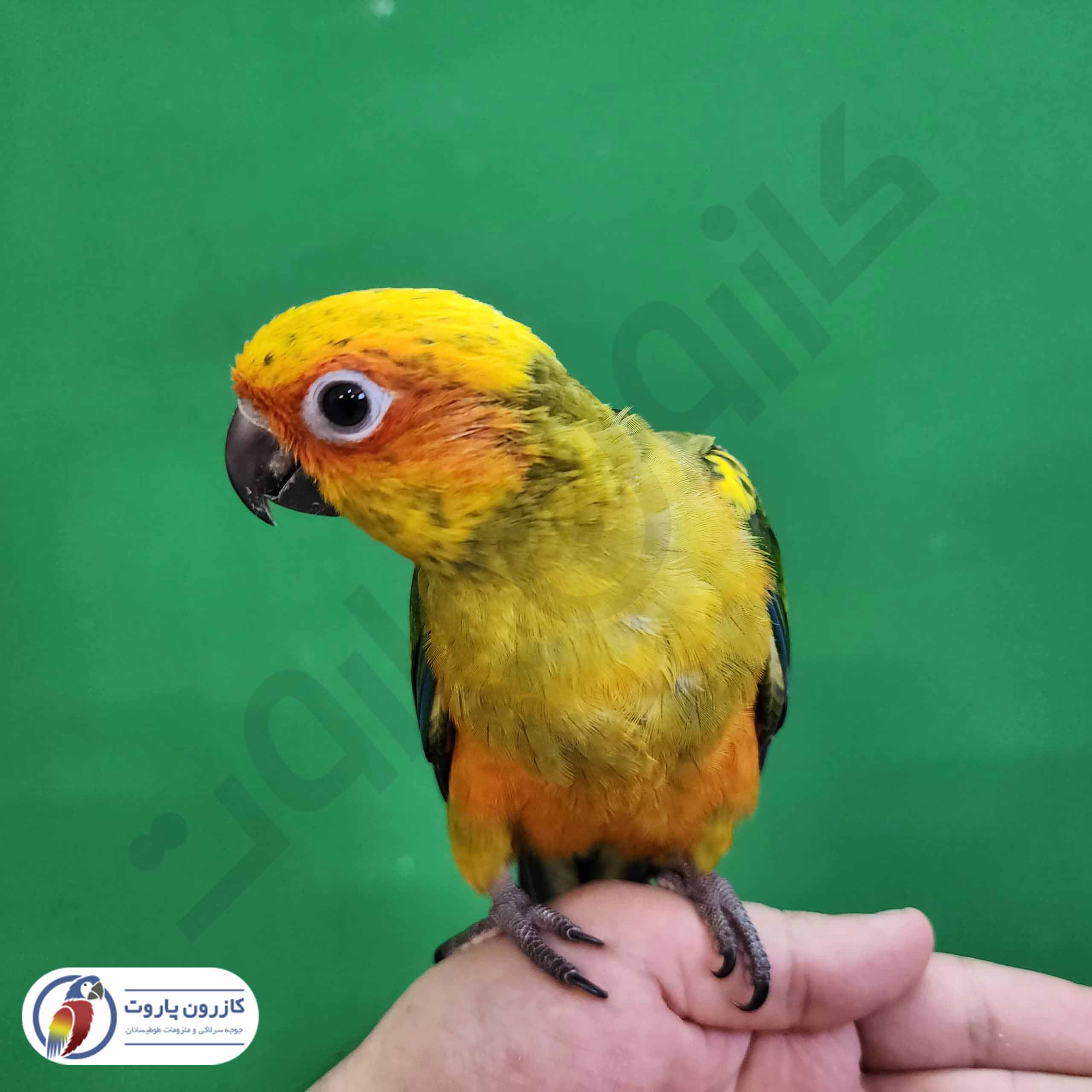 جوجه سرلاکی طوطی خورشیدی( سان کانور )