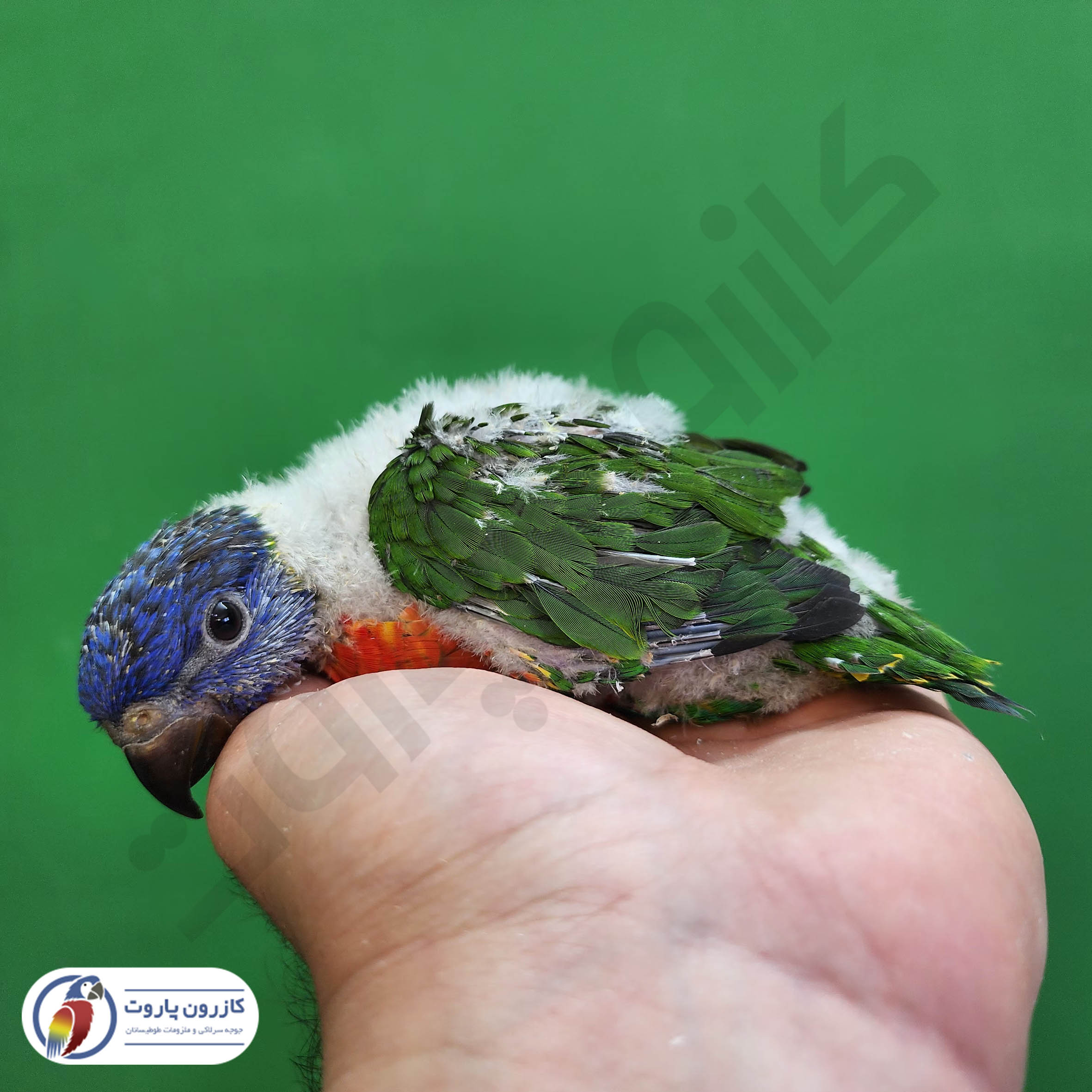 جوجه سرلاکی طوطی لوریکیت رنگین کمانی