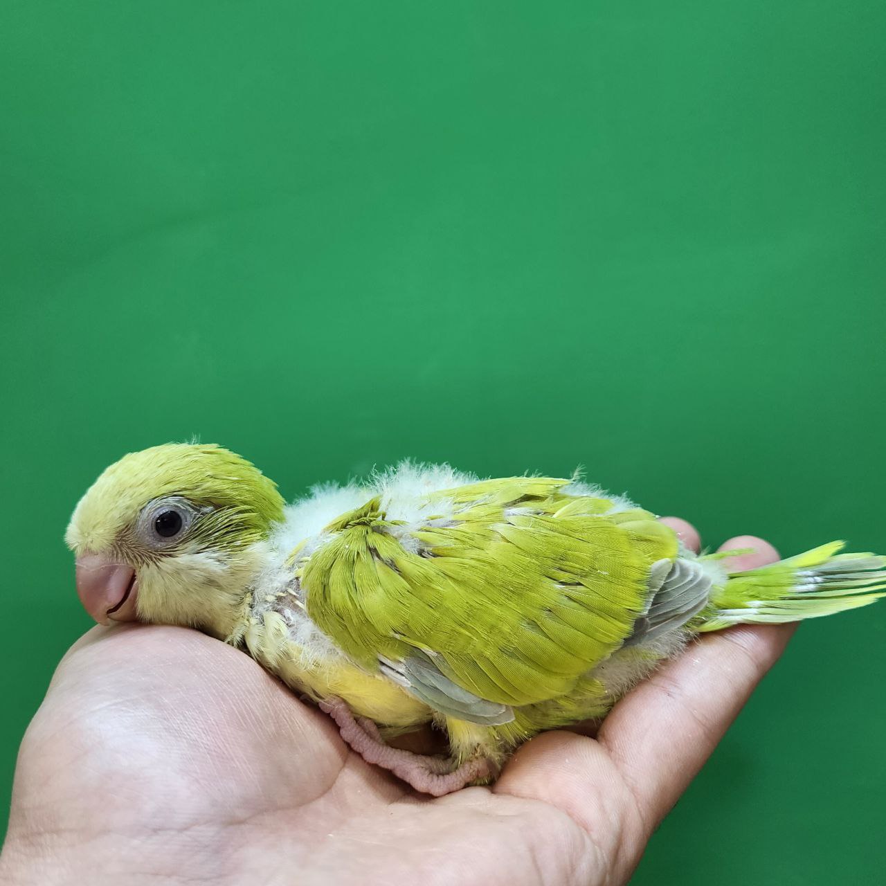 جوجه سرلاکی طوطی راهب(کواکر)پسته ای