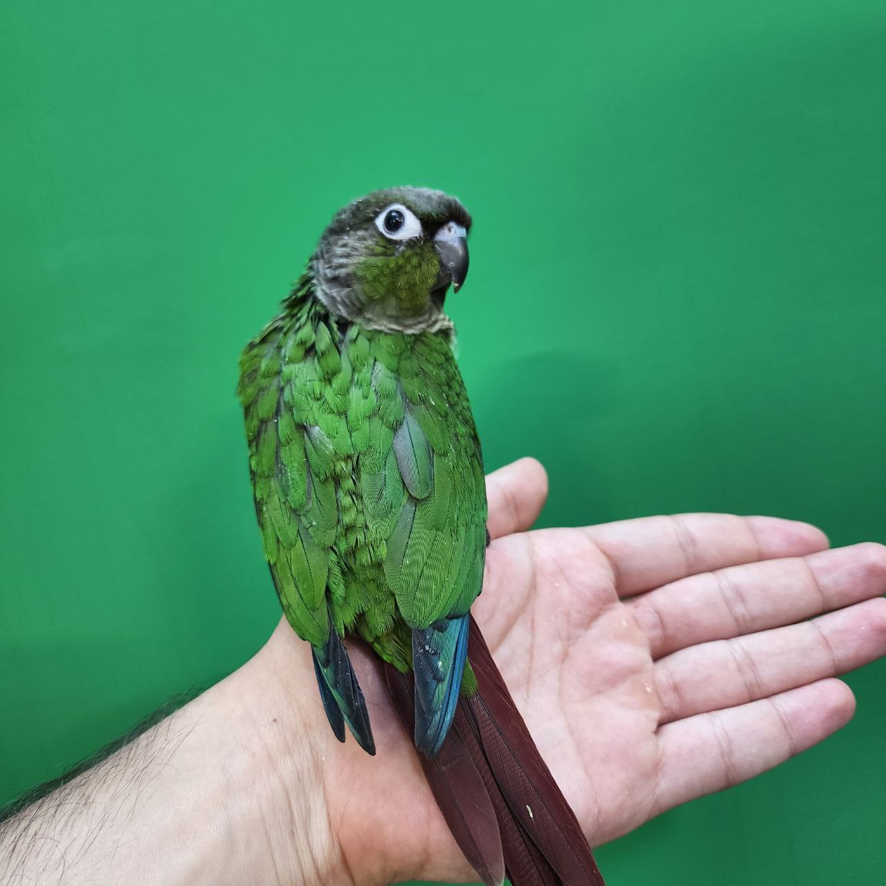 جوجه سرلاکی طوطی گرینچیک نرمال