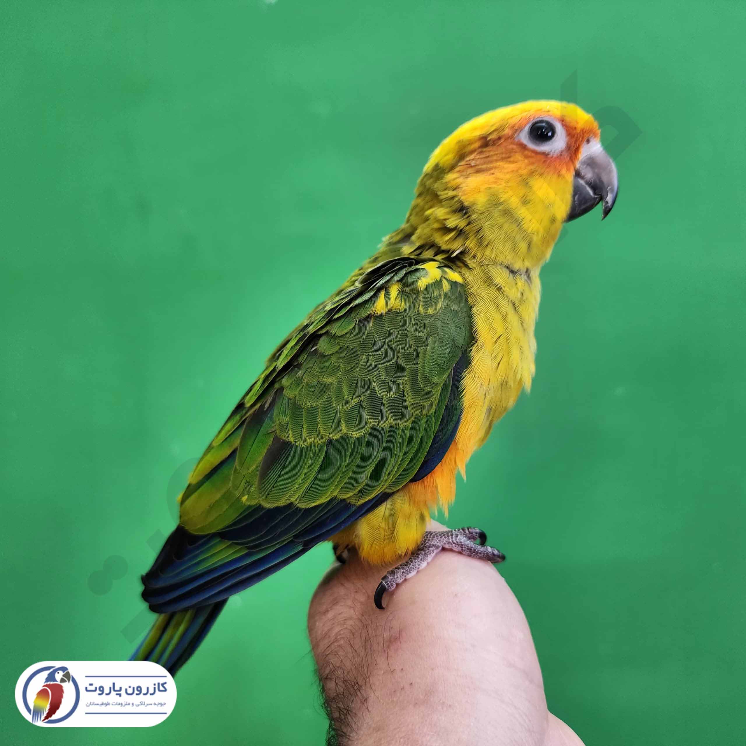 جوجه سرلاکی طوطی خورشیدی( سان کانور )