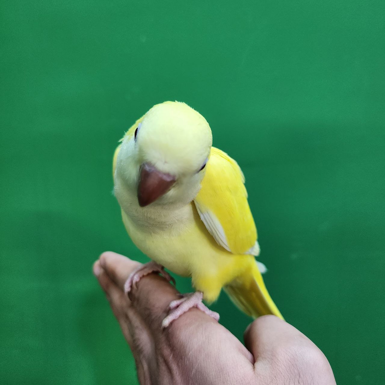 جوجه سرلاکی طوطی راهب(کواکر)زرد