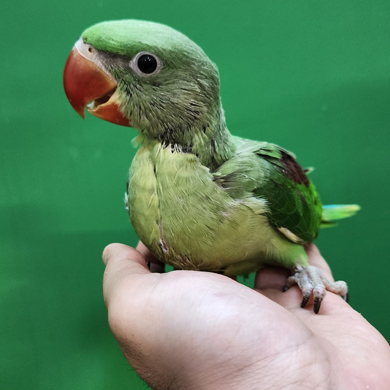 جوجه سرلاکی شاه‌ طوطی