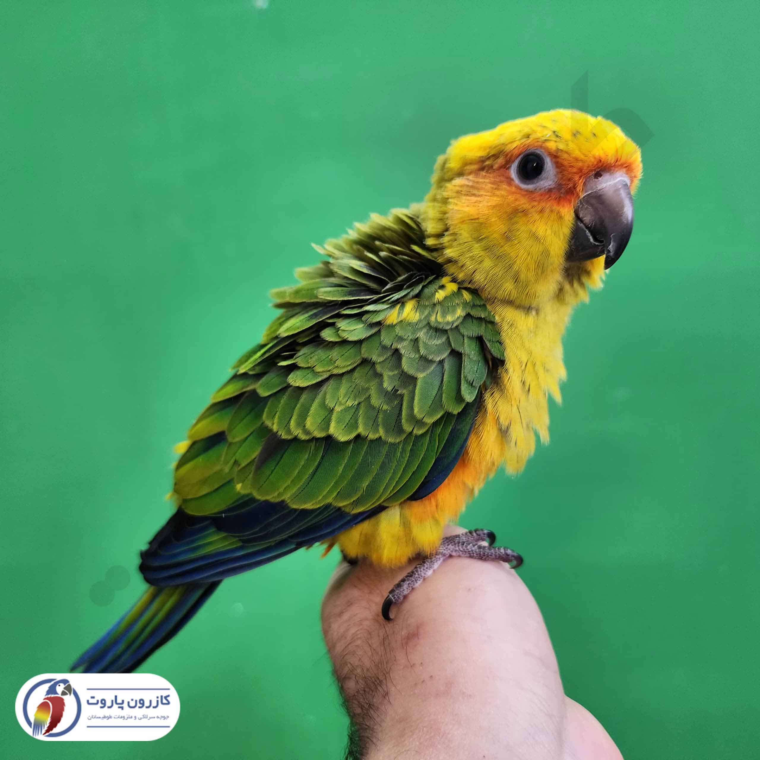 جوجه سرلاکی طوطی خورشیدی( سان کانور )