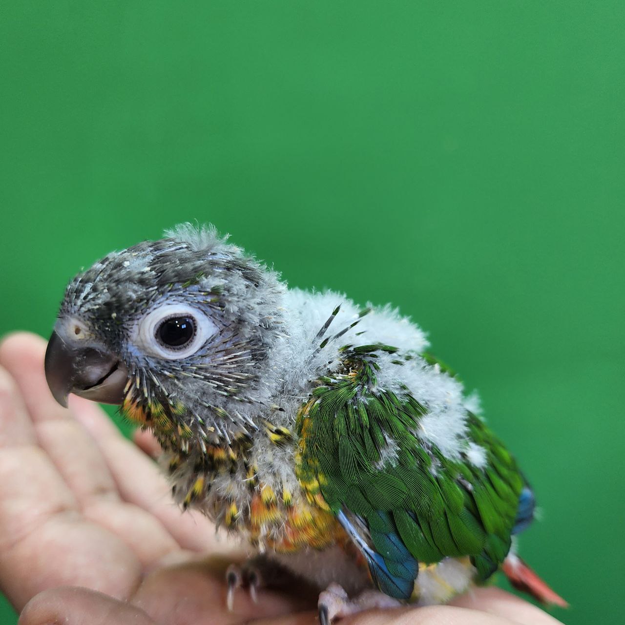 جوجه سرلاکی طوطی گرینچیک یلوساید رد فکتور