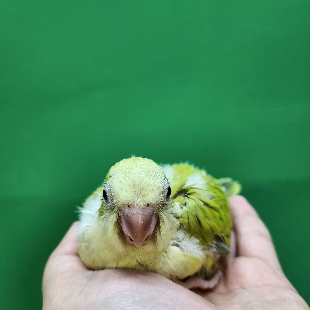 جوجه سرلاکی طوطی راهب(کواکر)پسته ای