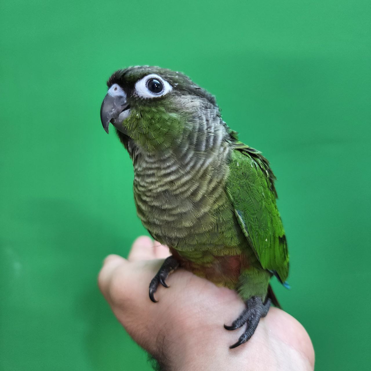 جوجه سرلاکی طوطی گرینچیک نرمال