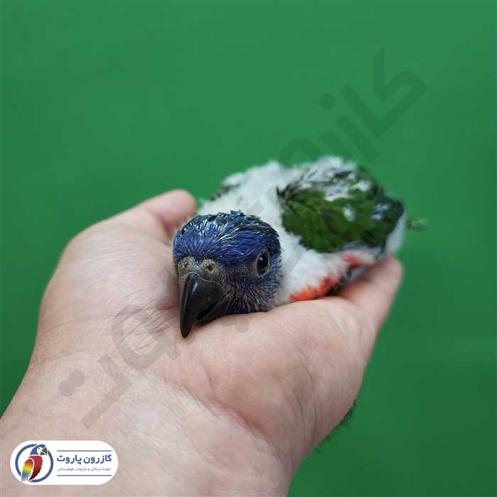 جوجه سرلاکی طوطی لوریکیت رنگین کمانی