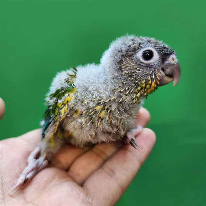 جوجه سرلاکی طوطی گرینچیک یلوساید رد فکتور