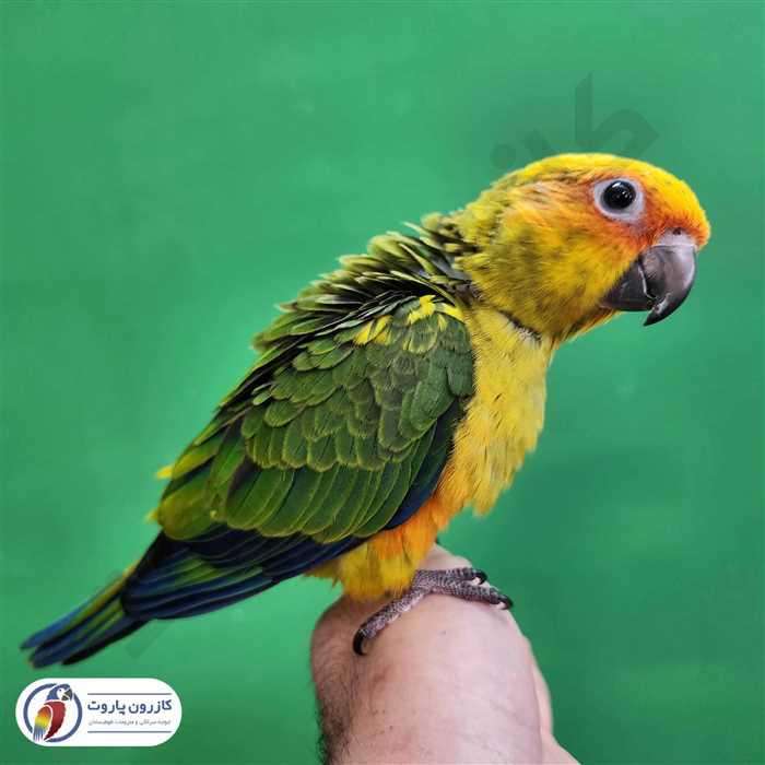 جوجه سرلاکی طوطی خورشیدی( سان کانور )
