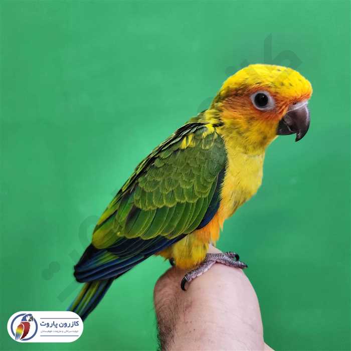 جوجه سرلاکی طوطی خورشیدی( سان کانور )