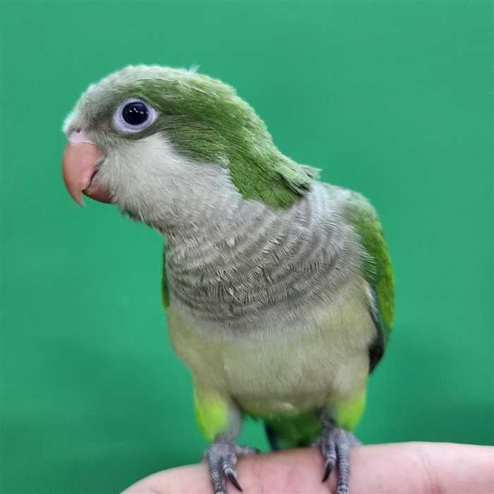 جوجه سرلاکی طوطی راهب(کواکر)سبز