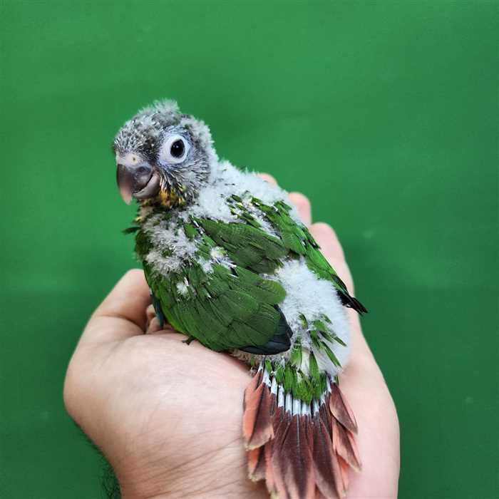 جوجه سرلاکی طوطی گرینچیک یلوساید رد فکتور