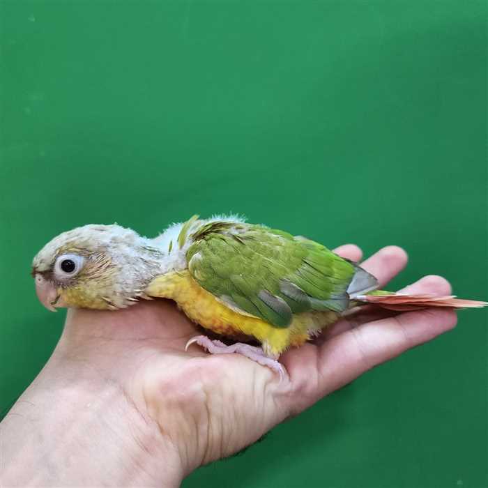 جوجه سرلاکی طوطی گرینچیک آناناسی ردفکتور