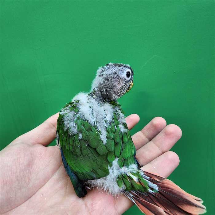 جوجه سرلاکی طوطی گرینچیک یلوساید رد فکتور