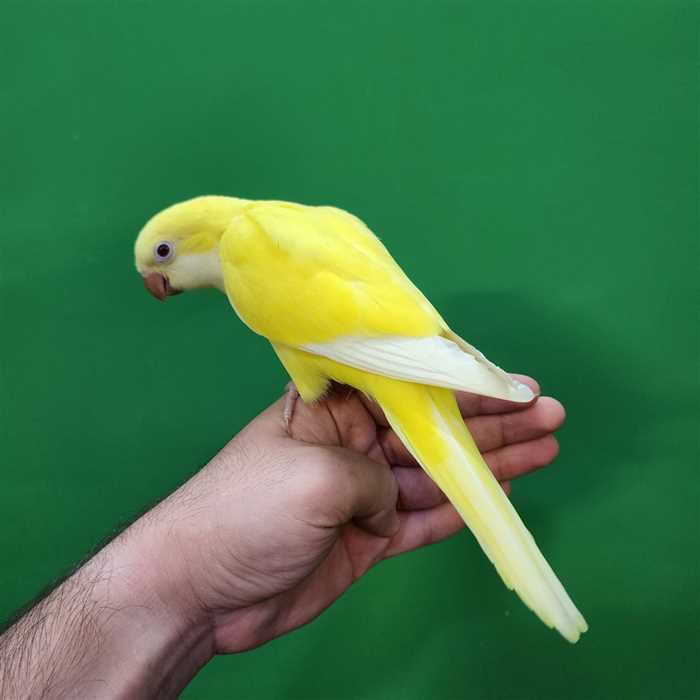 جوجه سرلاکی طوطی راهب(کواکر)زرد