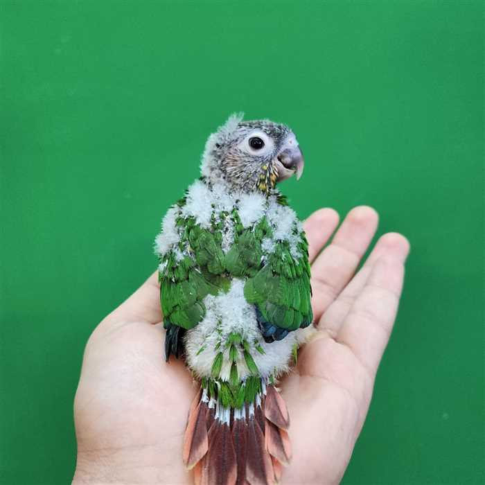 جوجه سرلاکی طوطی گرینچیک یلوساید رد فکتور