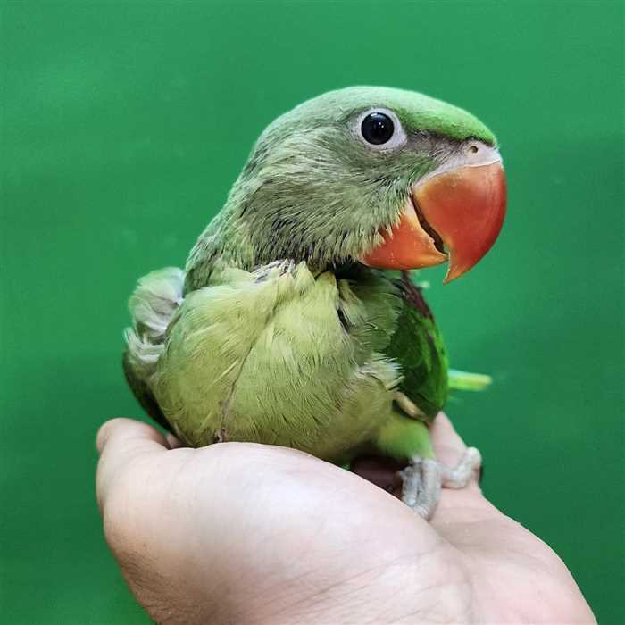 جوجه سرلاکی شاه‌ طوطی