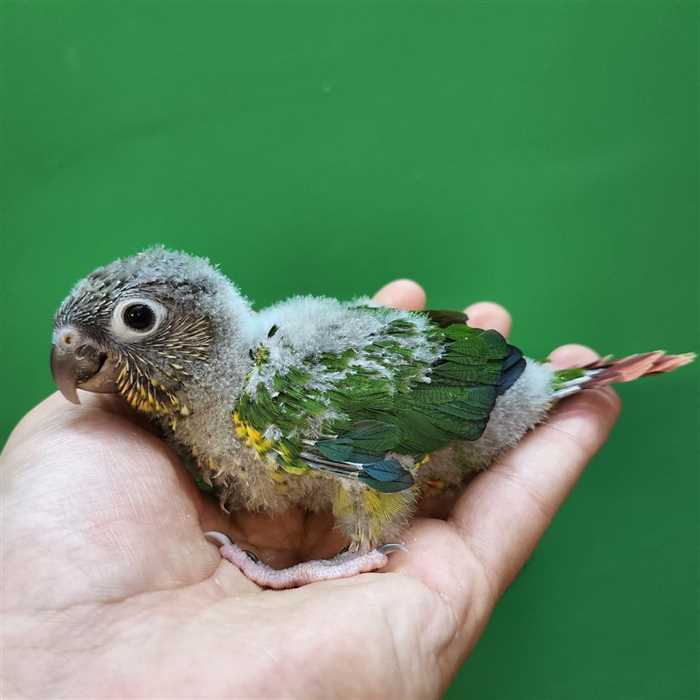 جوجه سرلاکی طوطی گرینچیک یلوساید رد فکتور