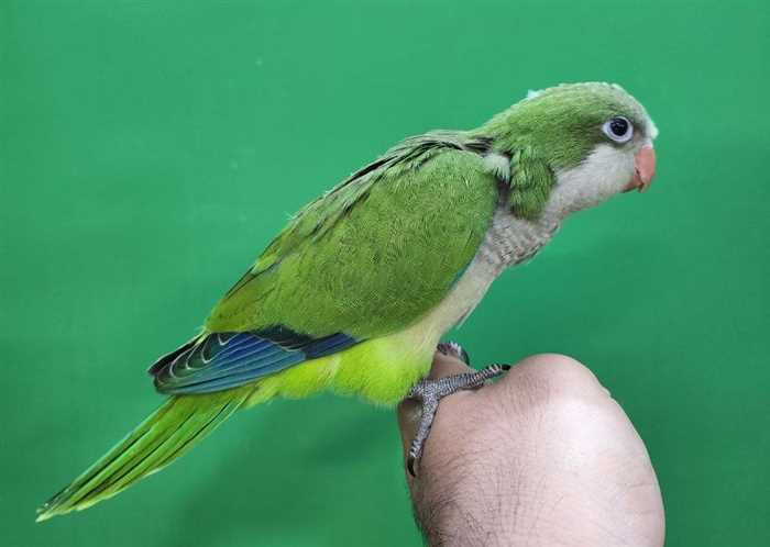 جوجه سرلاکی طوطی راهب(کواکر)سبز