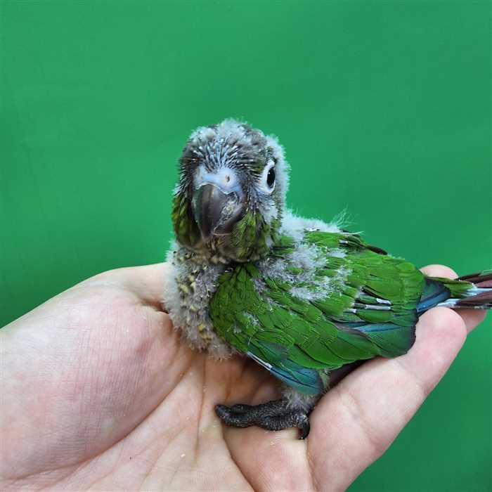 جوجه سرلاکی طوطی گرینچیک نرمال