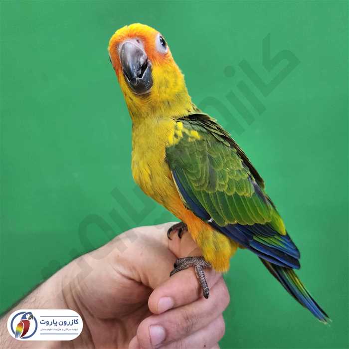 جوجه سرلاکی طوطی خورشیدی( سان کانور )