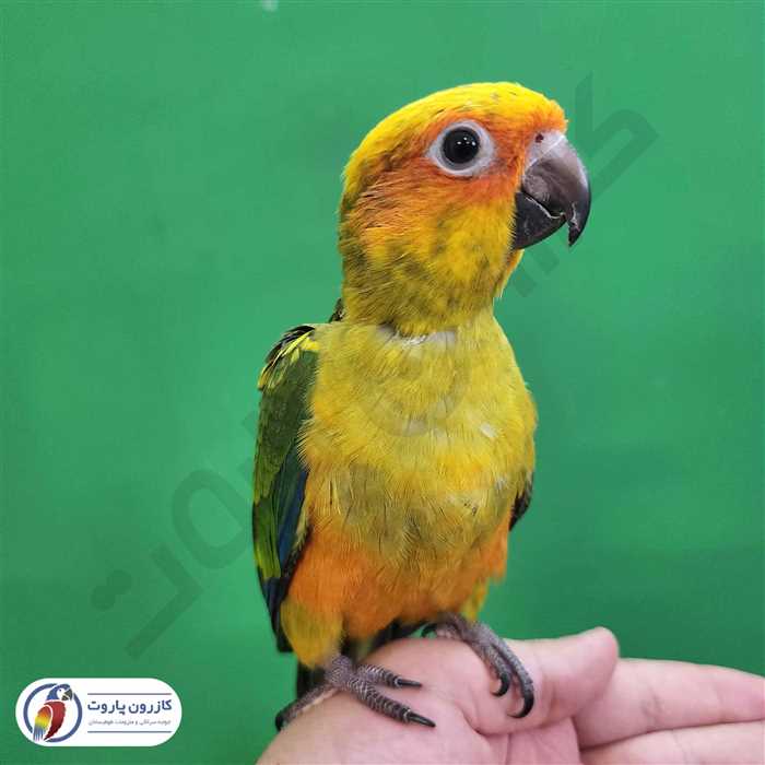 جوجه سرلاکی طوطی خورشیدی( سان کانور )