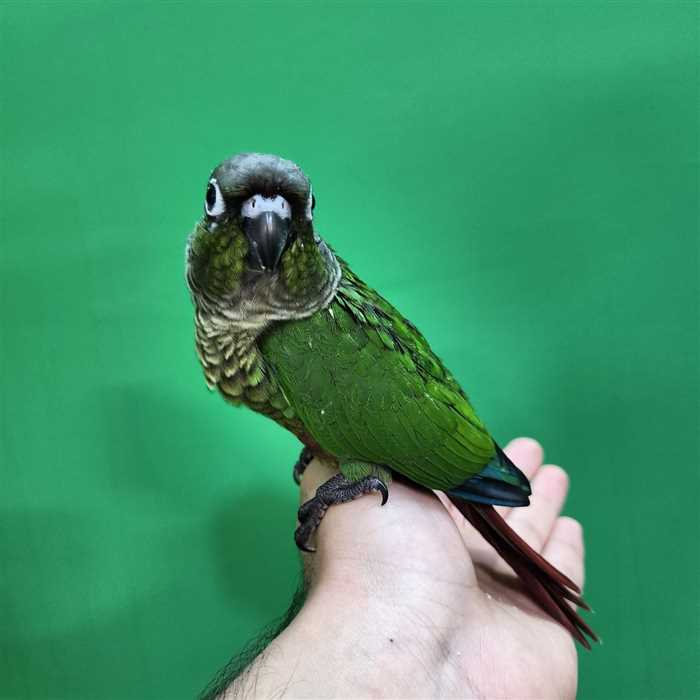 جوجه سرلاکی طوطی گرینچیک نرمال