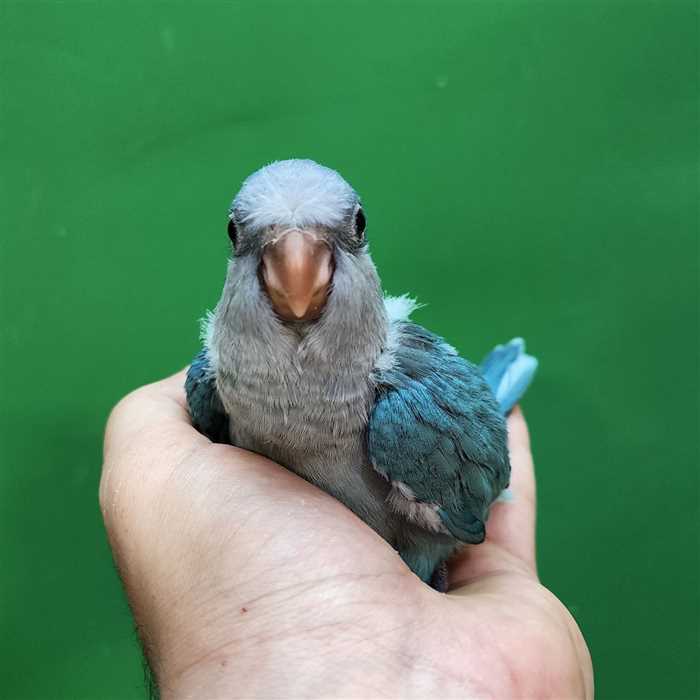 جوجه سرلاکی طوطی راهب(کواکر)آبی