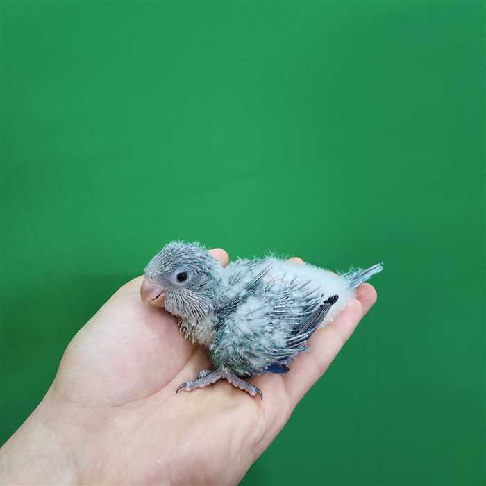 جوجه سرلاکی طوطی راهب(کواکر)آبی