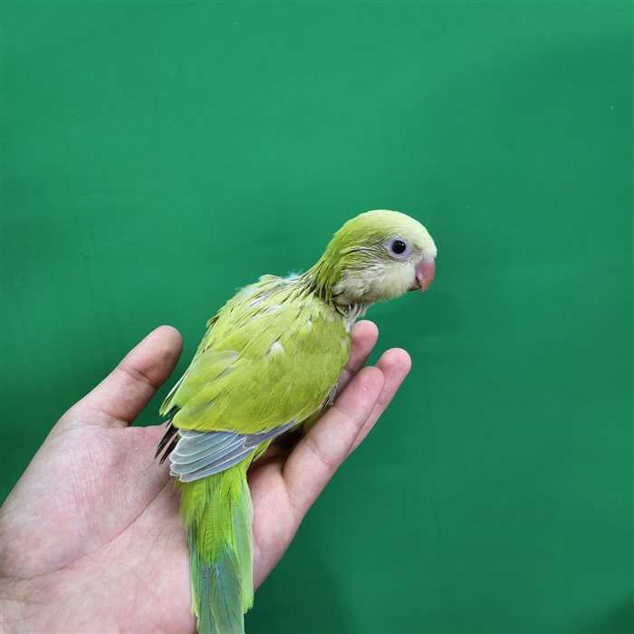 جوجه سرلاکی طوطی راهب(کواکر)پسته ای