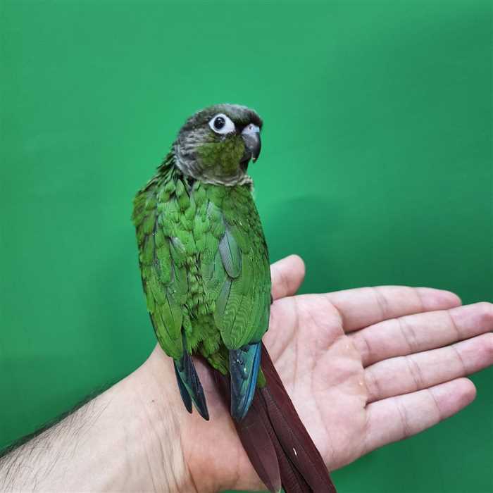 جوجه سرلاکی طوطی گرینچیک نرمال