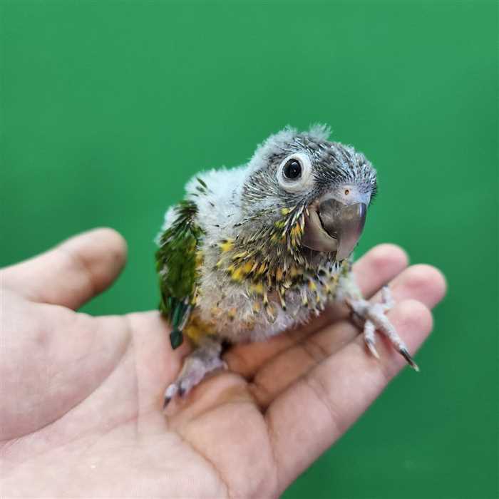 جوجه سرلاکی طوطی گرینچیک یلوساید رد فکتور