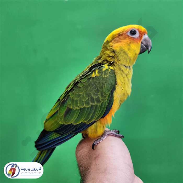 جوجه سرلاکی طوطی خورشیدی( سان کانور )